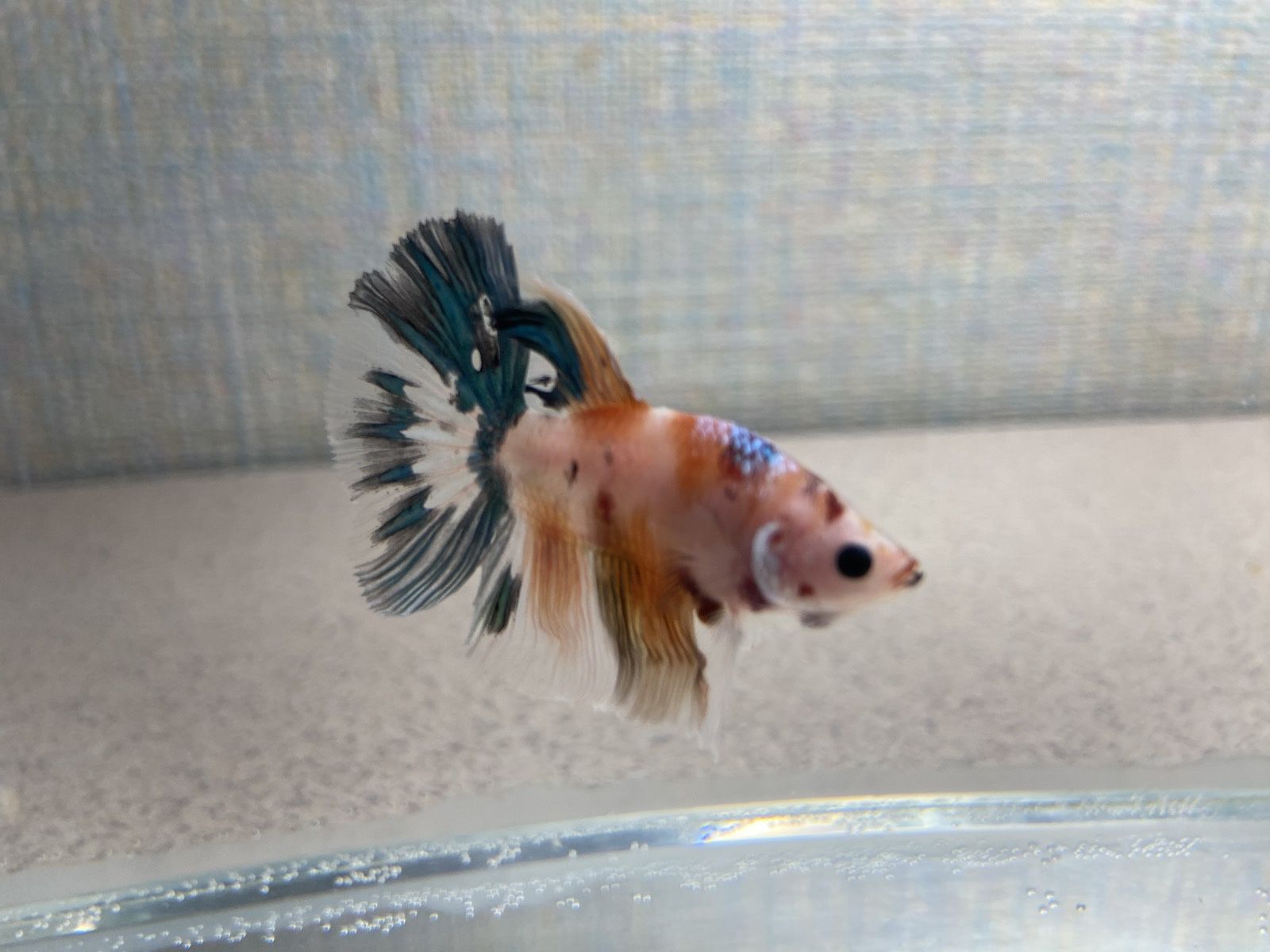 Рыбка петушок. Betta splendens. Рибка півник