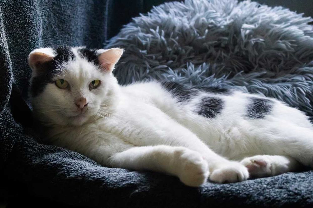 CHRUPEK - dorosły kocur-miziak po przejściach szuka kochającego domu!