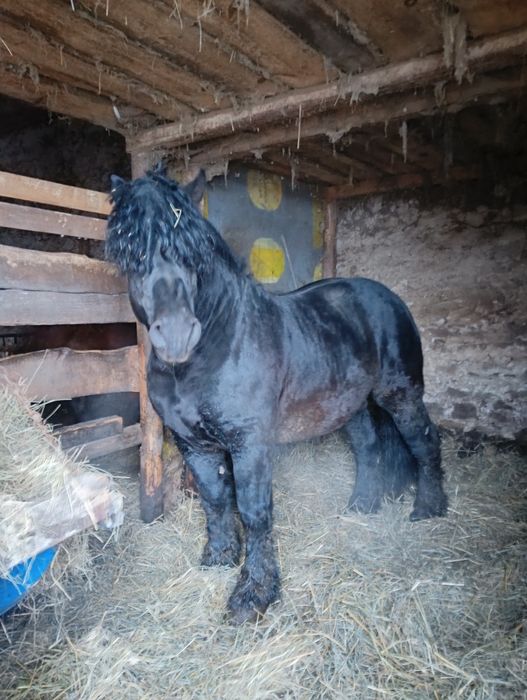 Sprzedam ogiera 5 letniego