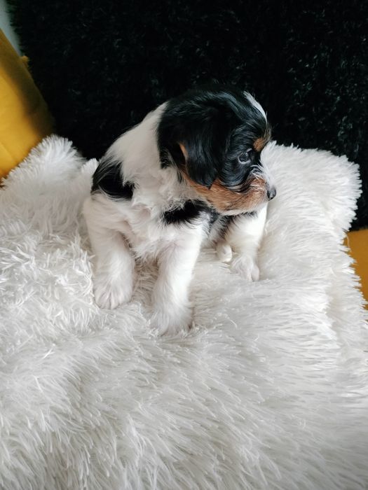 Yorkshire Biewer piesek BOBI - gotowy do nowego domku na Mikołaja :-)