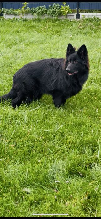 Owczarek niemiecki długowlosy