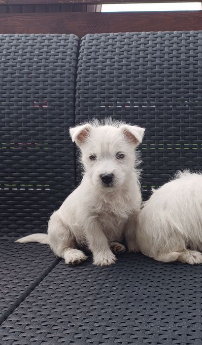 West highland white terrier