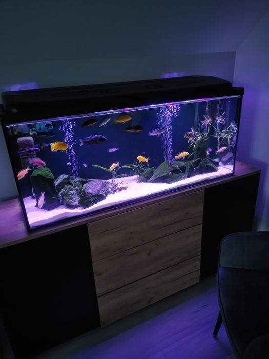 Akwarium z życiem pyszczaki pokrywa lampa 120x40x50