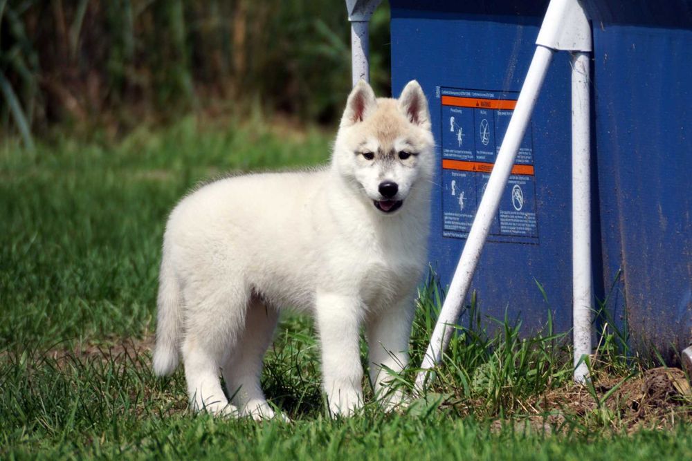 Szczenięta piesek husky z rodowodem ZKwP / FCI