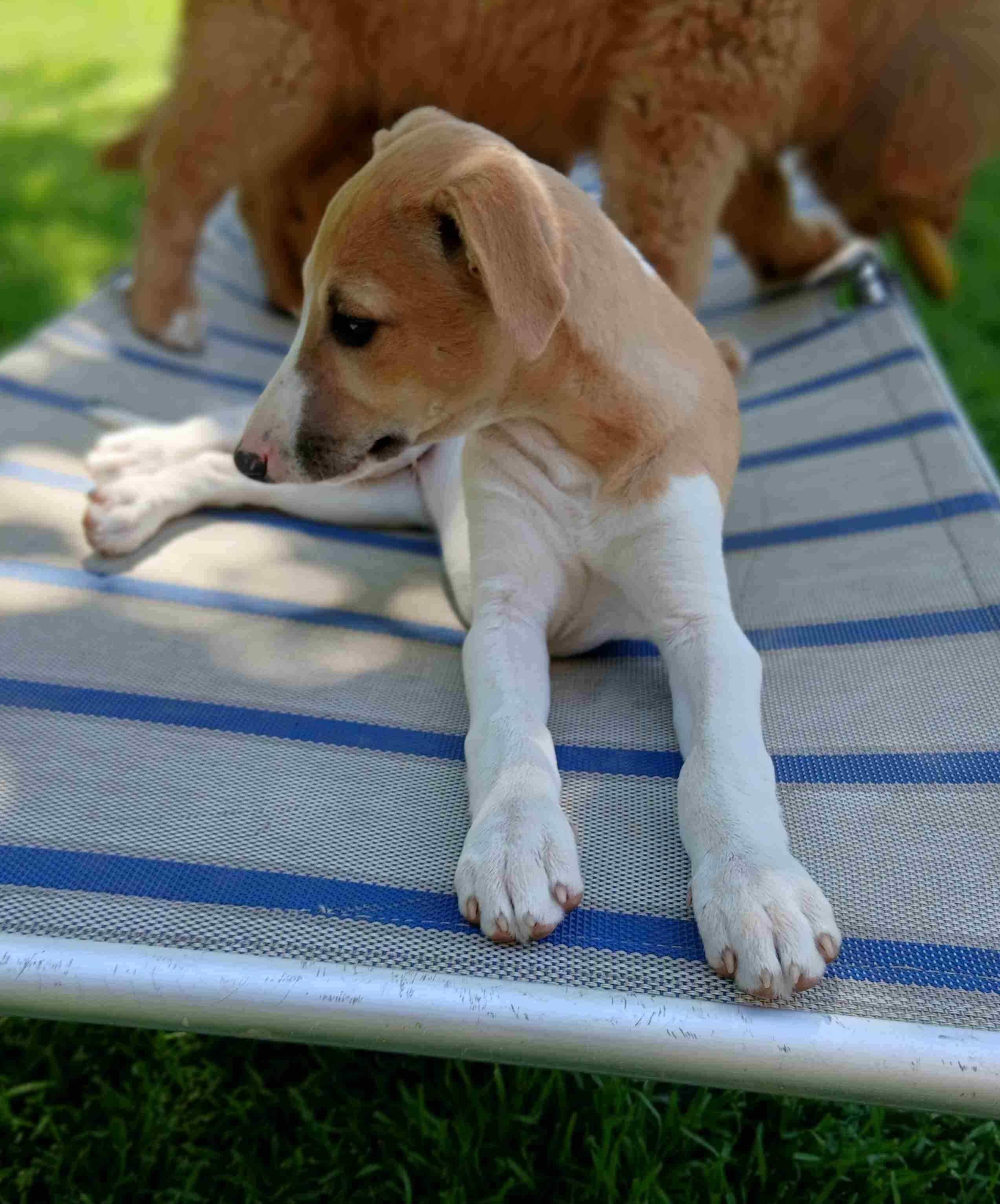 Suczka Whippet ZKwP / FCI