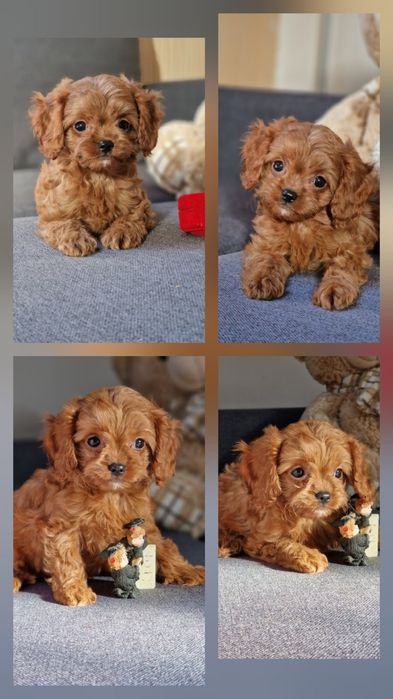 Cavapoo  як  мальтипу  дівчинка