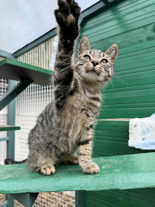 Przeuroczy Fionek poleca się do adopcji!