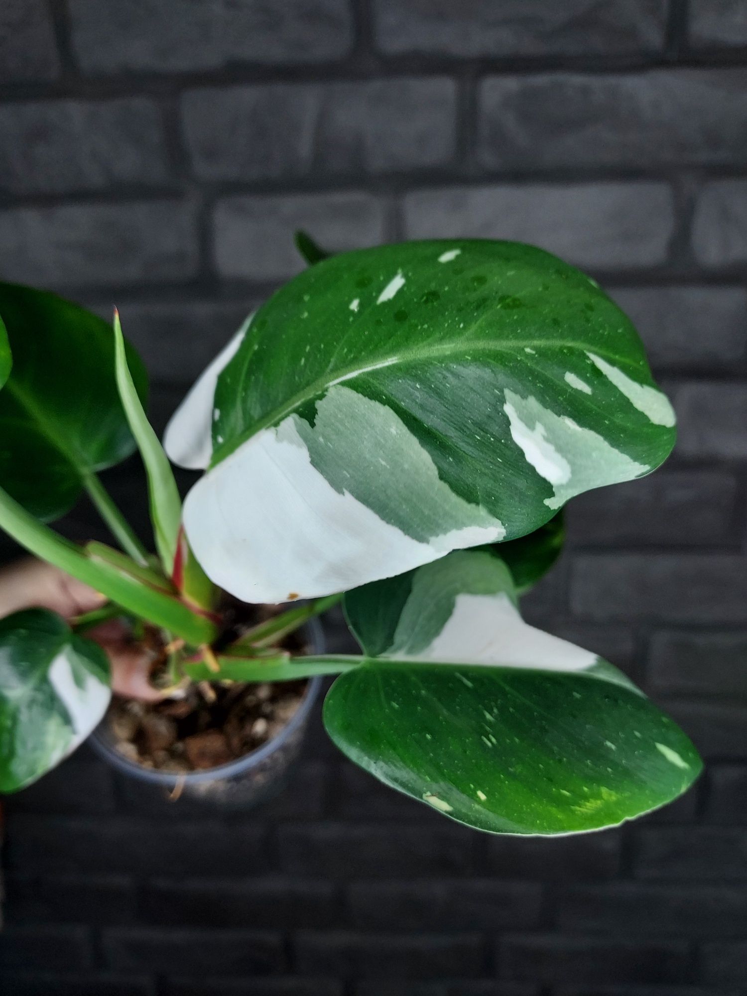 Philodendron White Princess