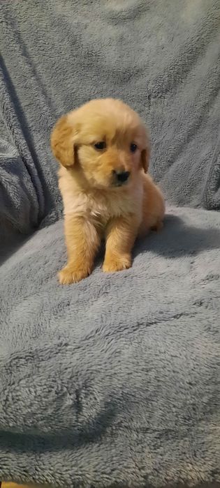 Golden retriever