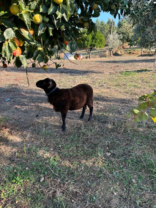 Vendo  carneiro  com um ano e meio