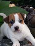 Piękny piesek Jack Russell Terrier