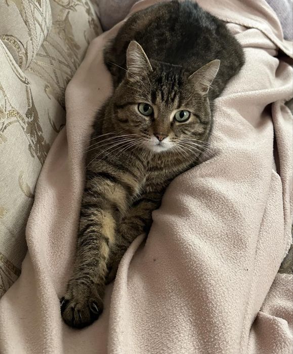 Зник Кіт. Вибіг зквартири по вул. Шпака, Шевченківський р-н.