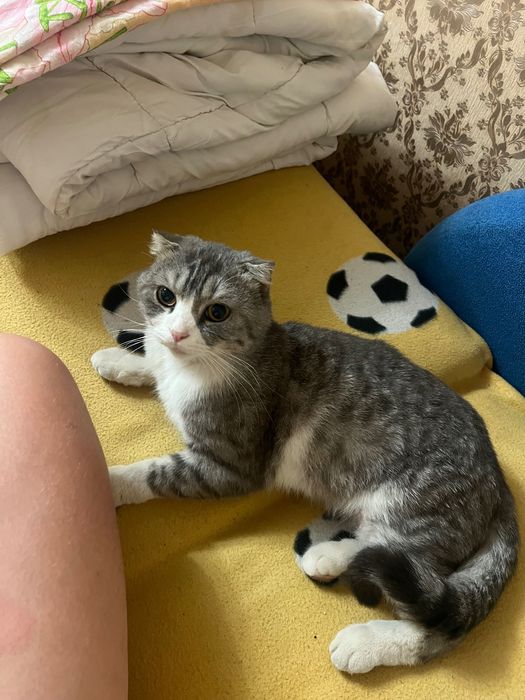 Віддам кота у добрі руки