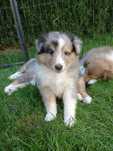 Owczarek szetlandzki sheltie ZKwP FCI