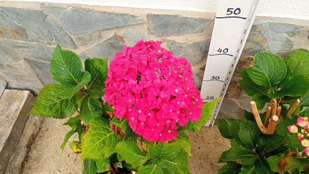 Hortênsias rosa e Jacarandá