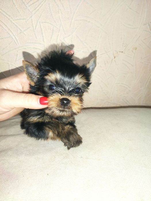 Йоркширський тер'єр міні