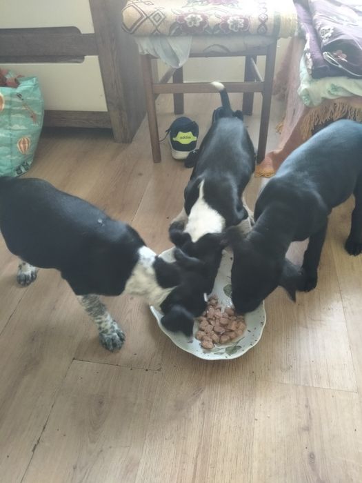 Psy amstaff za darmo