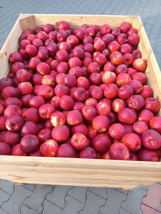 Jabłko świeże Prince