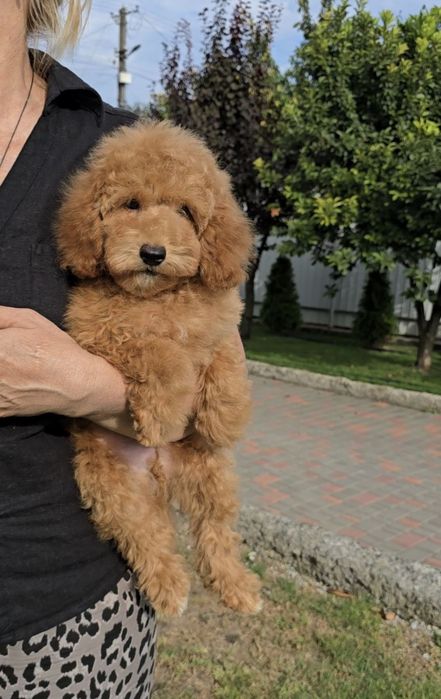 Лялькові кучеряшки.