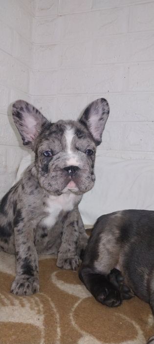 Девчуля с голубыми глазами