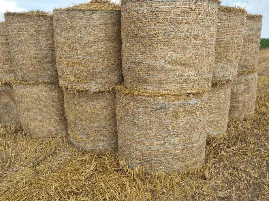 Słoma Pszenzytnia i jęczmianka