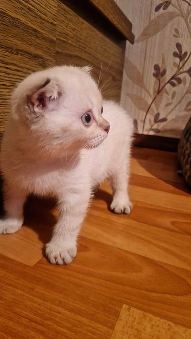 Британцы (котята)