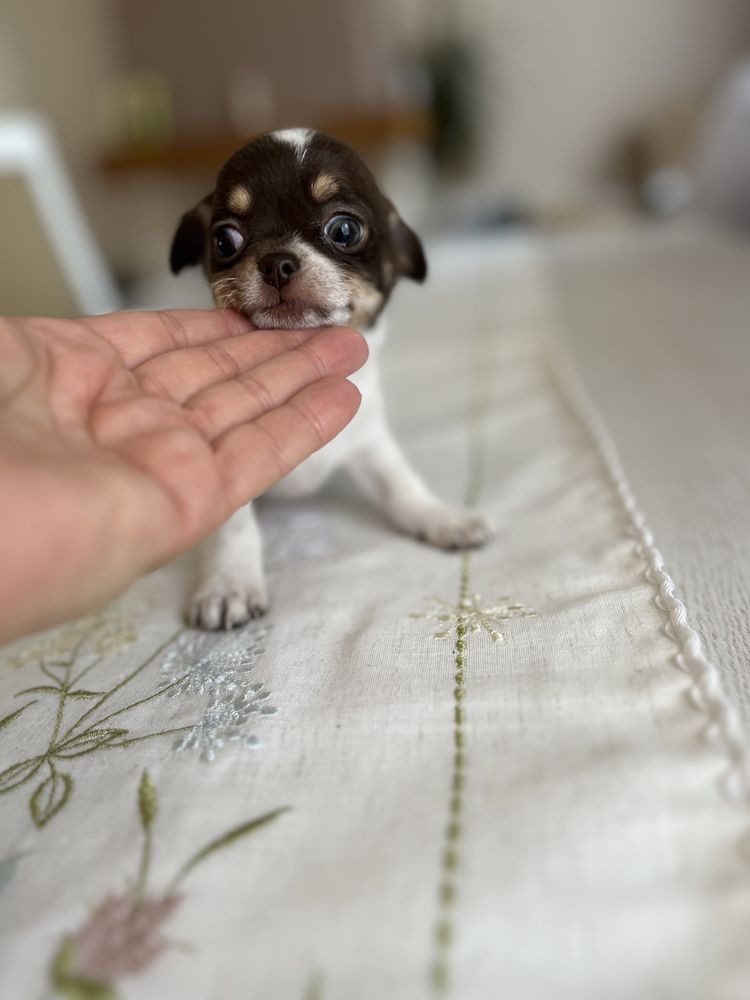 Chihuahua piesek juz do odbioru.