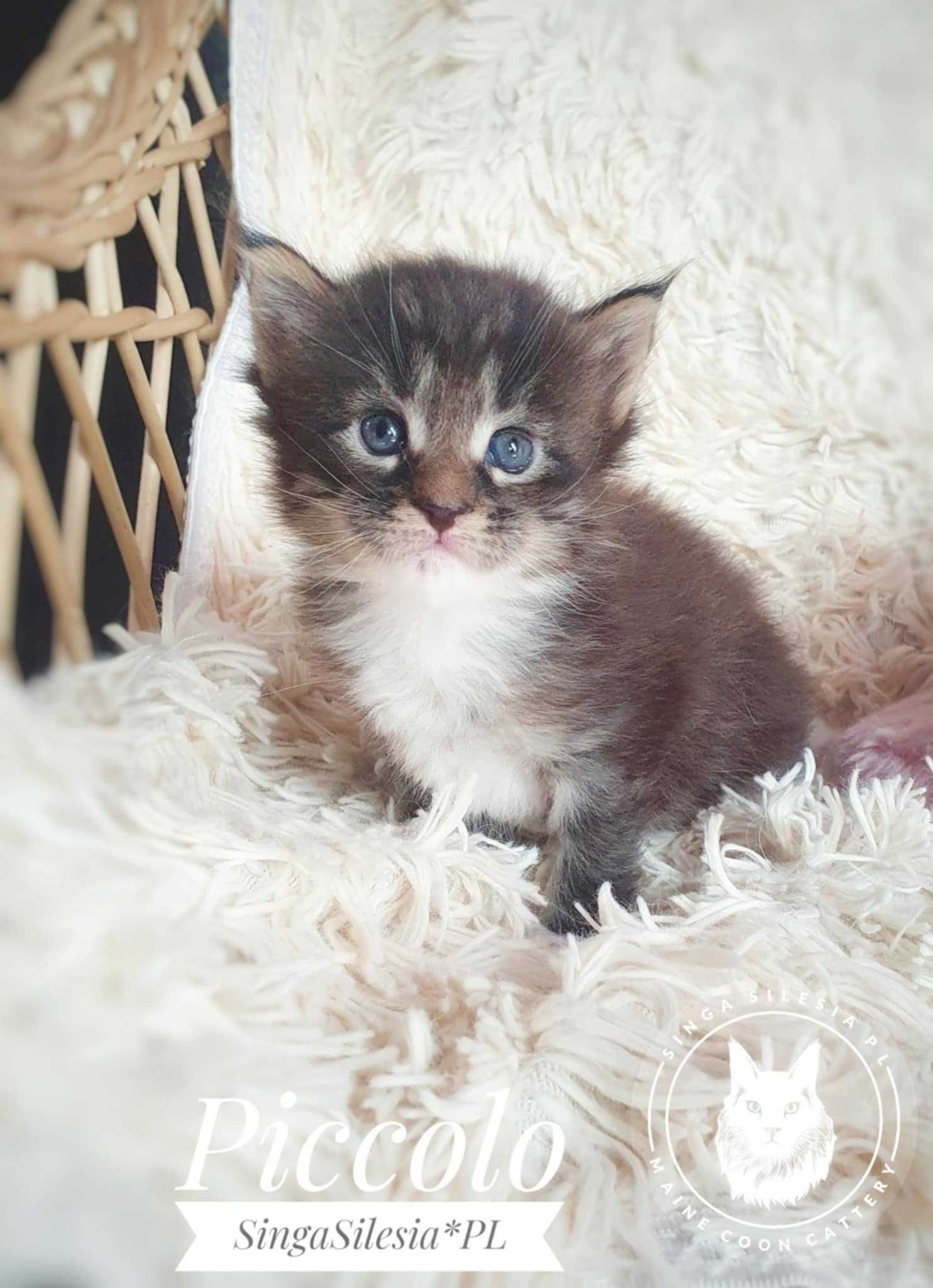 Piccolo kocurek Maine Coon z rodowodem FPL/FIFe