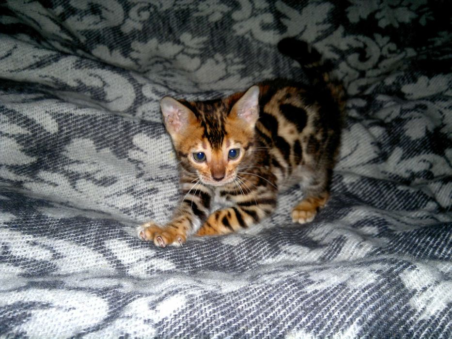 Клубні бенгальські кошенятка WCF