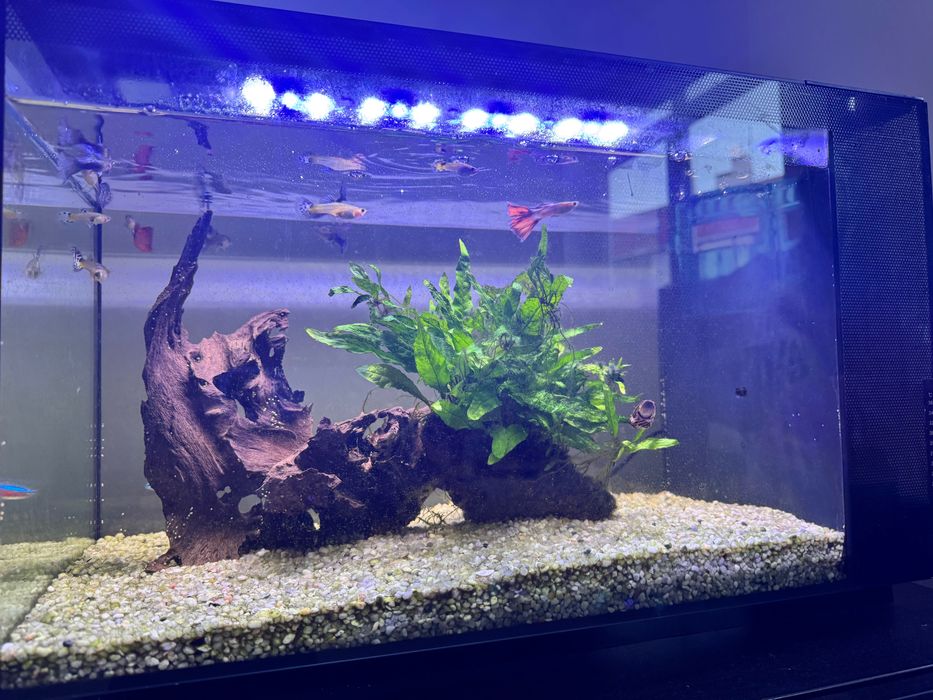 Aquário Fluval com conjunto completo e peixes