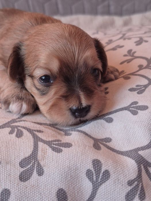 Hawańczyk, chłopczyk, zkwp, fci