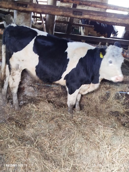 Sprzedam jałówkę simental