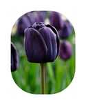 Tulipan POLSKI mieszanka mix 25 szt. Cebulki Tulipanów Tulipany KOLORY