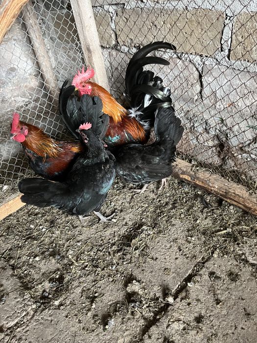 Liliputki/karzełki polskie kury koguty