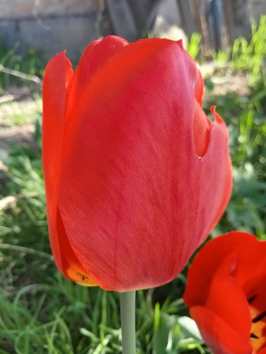Тюльпан ранний красный крупный, луковицы.