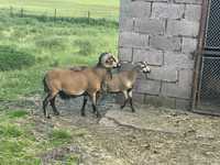 Owce Kameruńskie