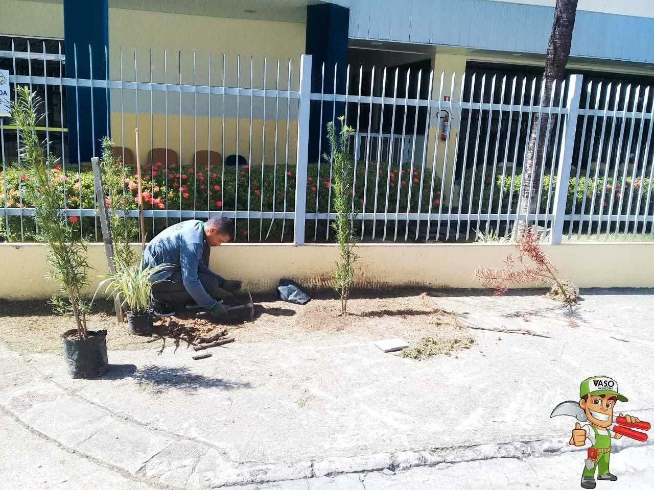 Limpeza de terrenos , limpeza de Palmeiras