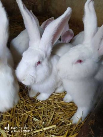 Кролики, кролі, термонської породи