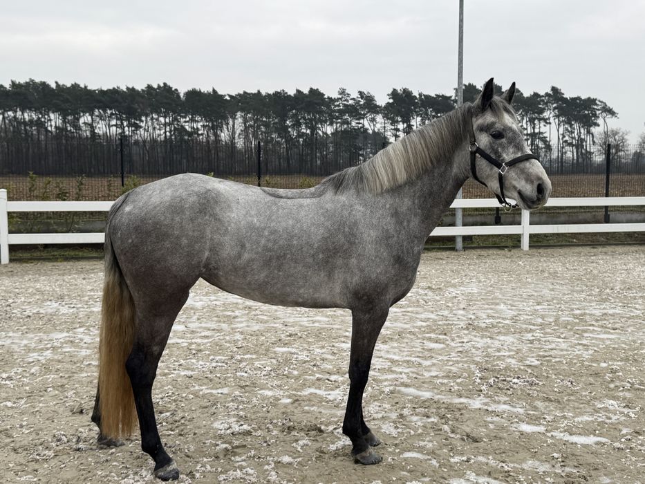 Kuc Connemara Class 1