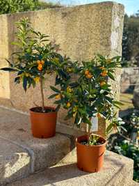 Kumquat Anão em vaso