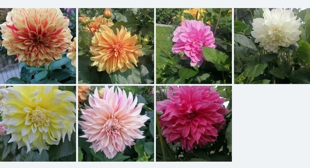 Dalie, Dahlia, Dalia - Karpy