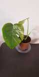 Kolekcjonerska Monstera Variegata Big Form w doniczce