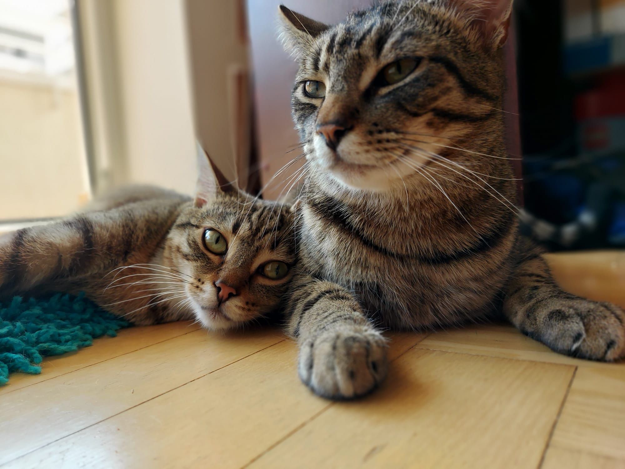 Rodos-złoty kot czeka na dom -kot do adopcji