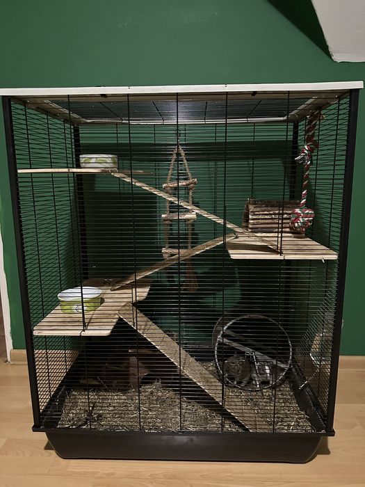 2 koszatniczki + DUŻA klatka z pełnym wyposażeniem