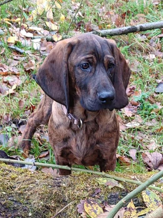 Posokowiec hanowerski FCI