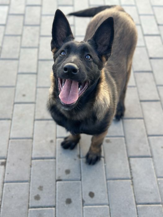 Пропоную цуценя малінуа