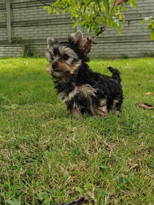 Yorkshire Terrier - suczka - ZKwP