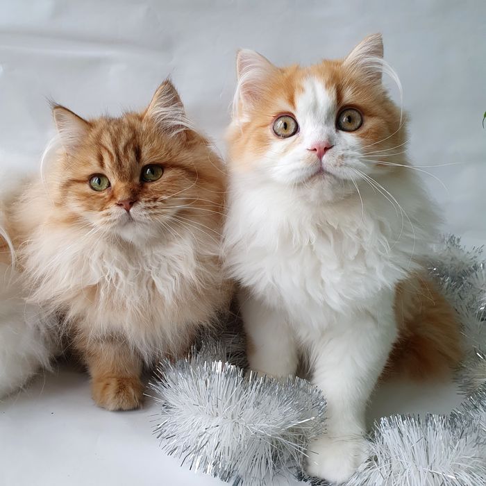 Киев котики и кошечки воспитанные малыши. Котенок, кошечка, кошенята