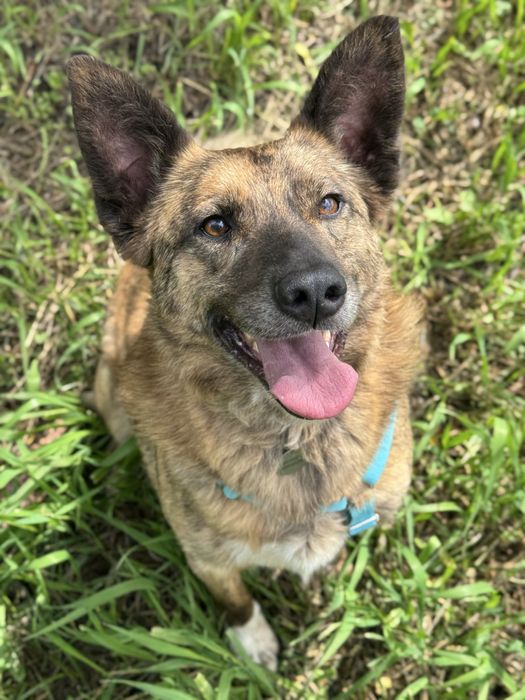 Спокійна собака хлопчик джой