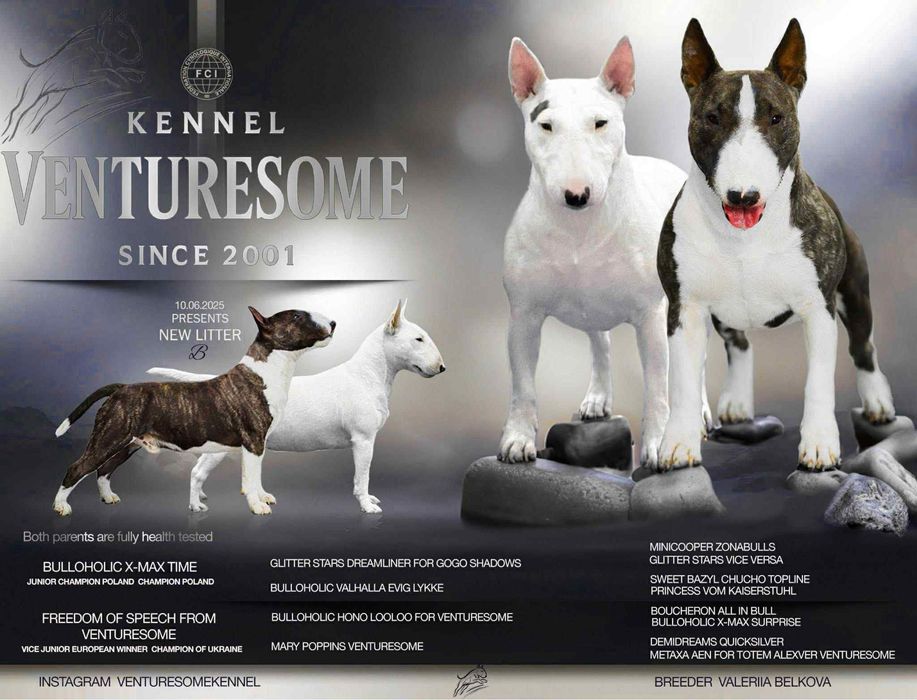 Хлопчик мініатюрного бультерʼєра